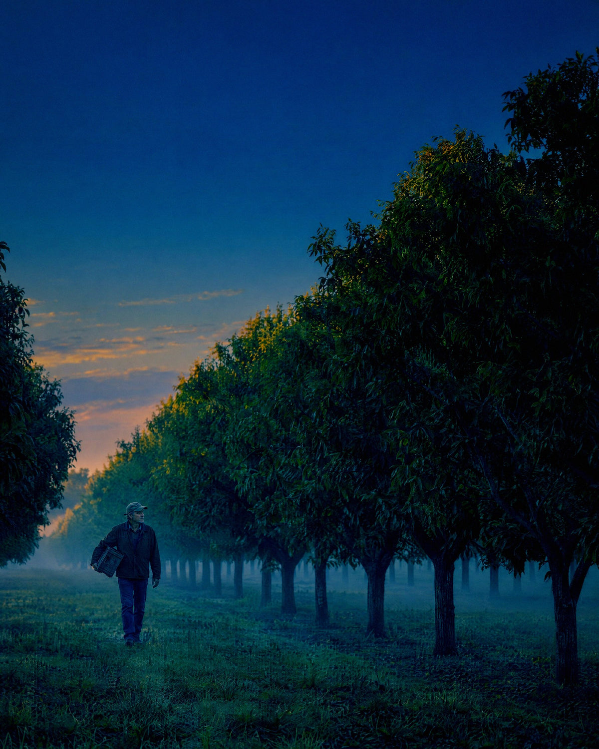 A man walks a row of pecan trees before sunrise with mist low between the trunks